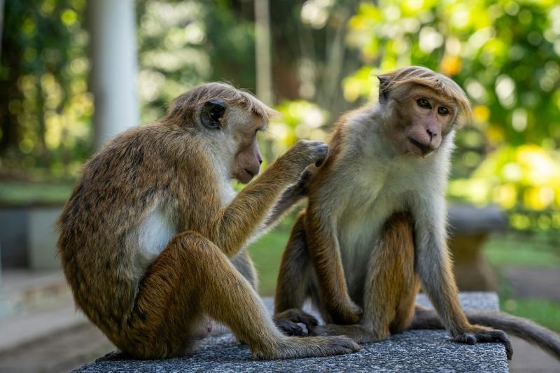 Untitled design - 2025-09-05T121056.034