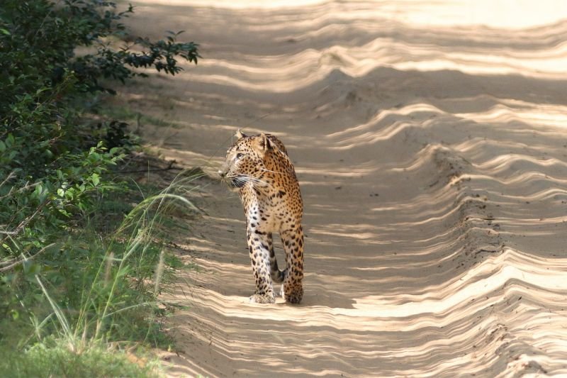 Untitled design - 2025-09-05T121243.419